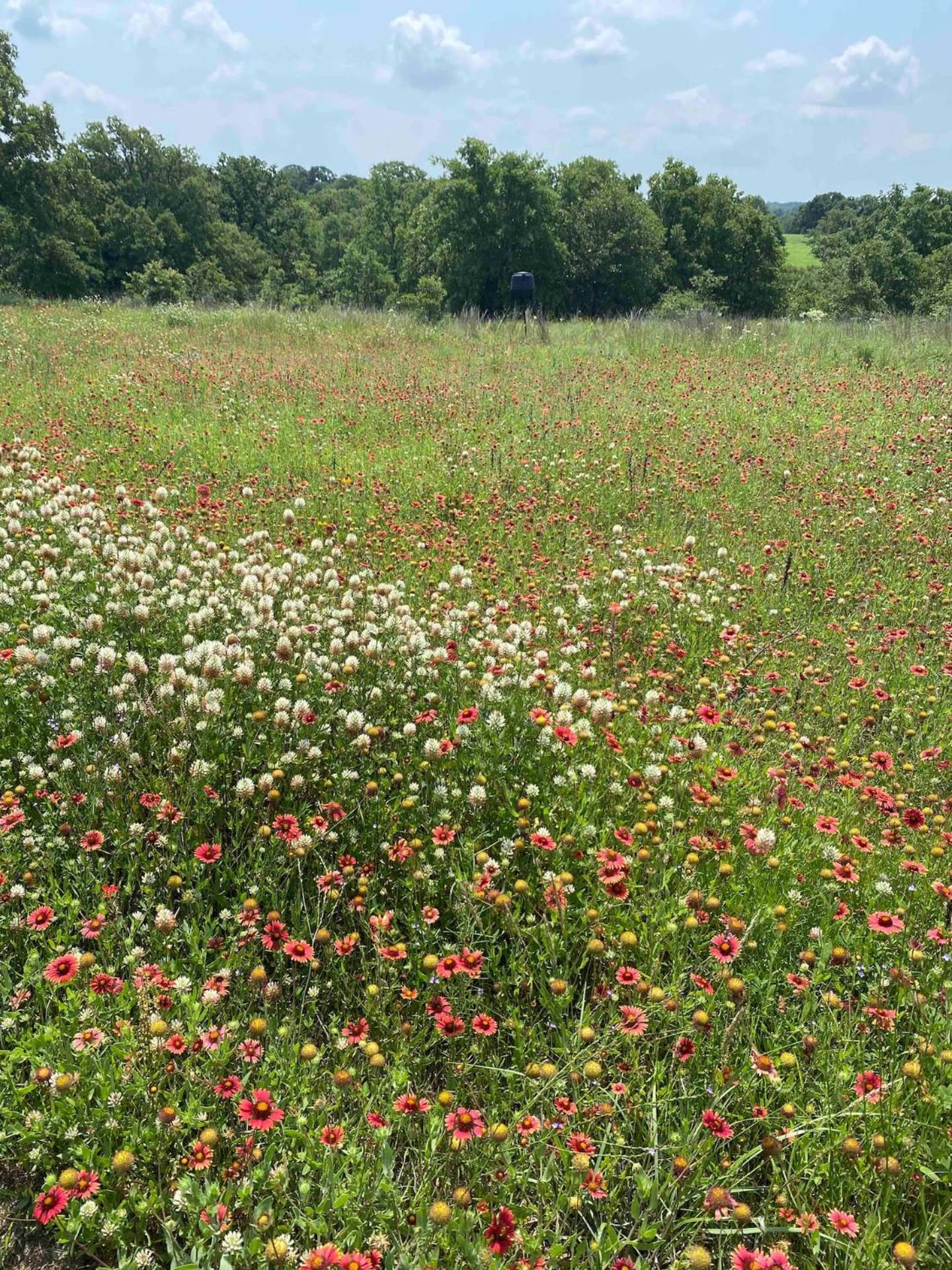 Nature Retreateclectic Country Boho Farmhouse Nocona Eksteriør billede